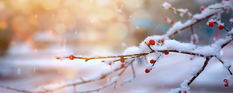 瑞雪兆丰年下雪对农事的好处包括 