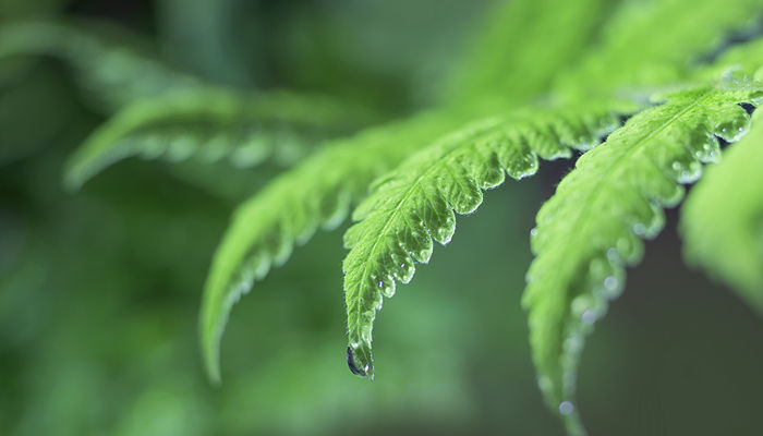 白露是什么季节 