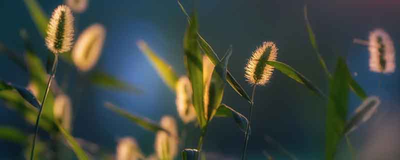 狗尾巴草会开花么 