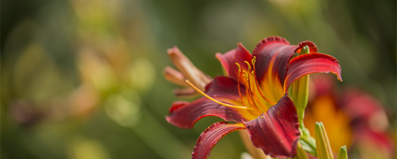 教师节送什么花 