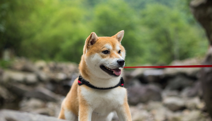 忠犬八公是什么狗 