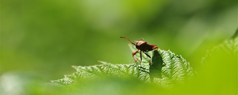 蝼蛄是益虫还是害虫 