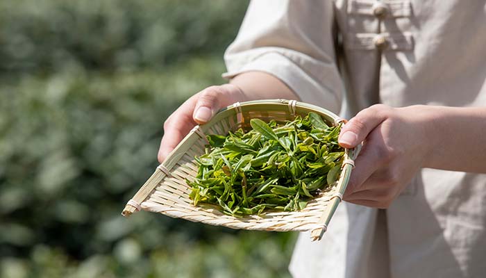 茶油的生长环境 