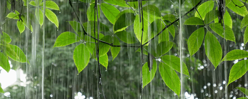 热带雨林会有什么危险 