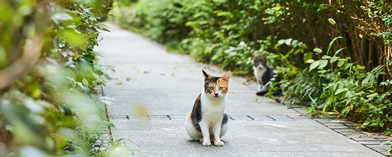 猫哭老鼠歇后语是什么 