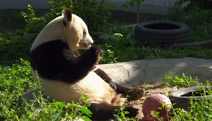 熊猫的外形特征有哪些 