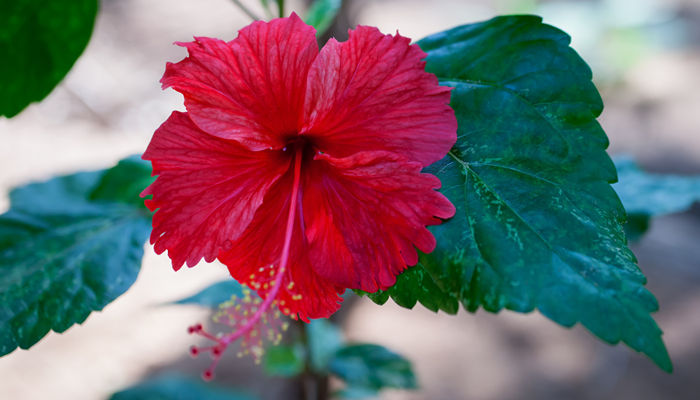 芙蓉花怎么养 