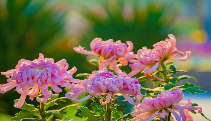 不是花中偏爱菊此花开尽更无花寓意 