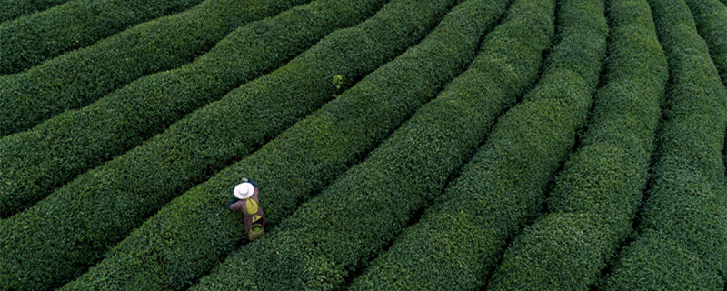 龙井茶是绿茶吗 