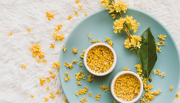 桂花树的特点 