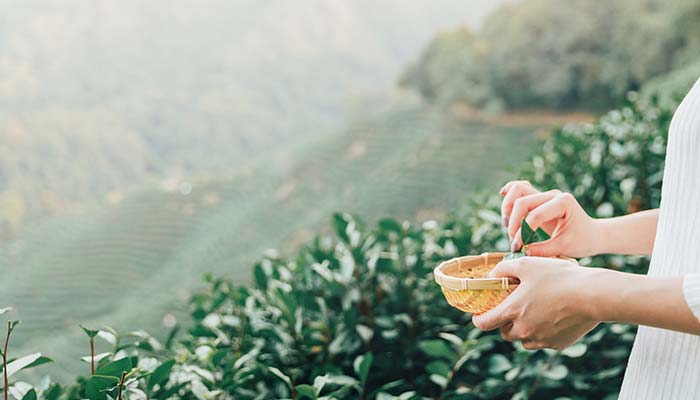 晒青绿茶是什么茶 