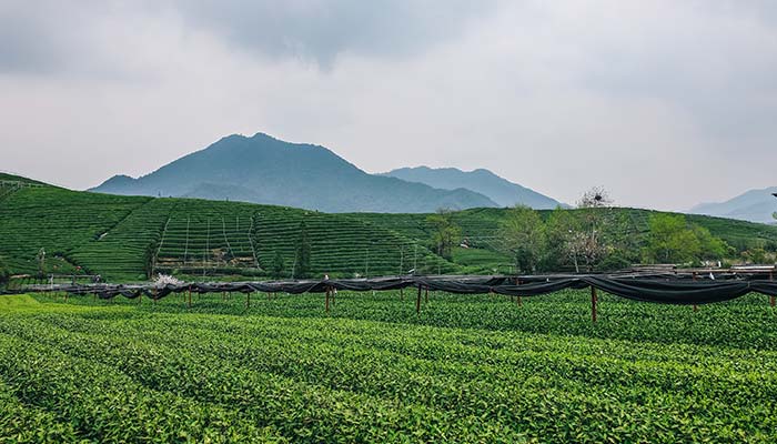 谷雨茶属于什么茶 