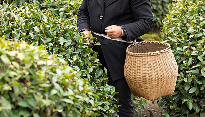 空山茶产自哪里 