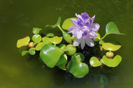 水葫芦可以种在沙子里吗