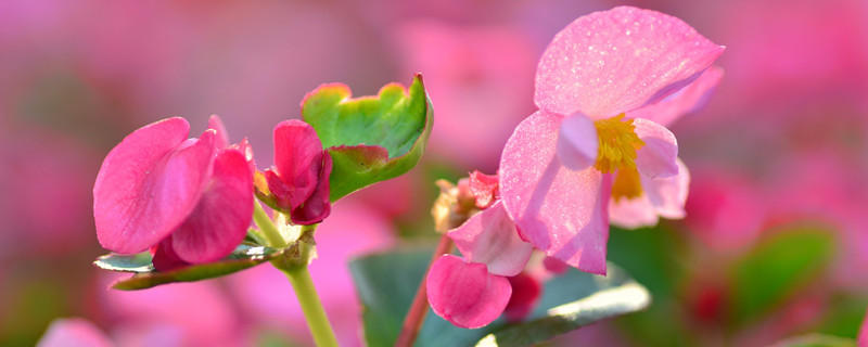 家里再穷也要养这3种花 