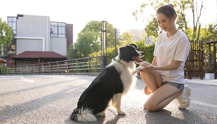 牧羊犬是什么动物 