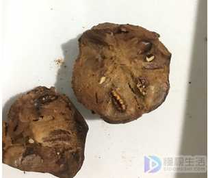 罗汉松果的功效与作用