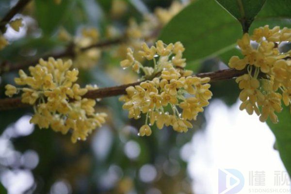 桂花养生茶配方大全