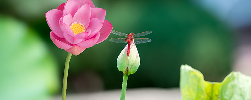 蜻蜓特点和本领 