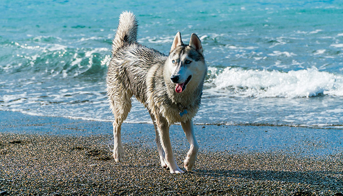 狼青犬耳朵不立怎么回事 