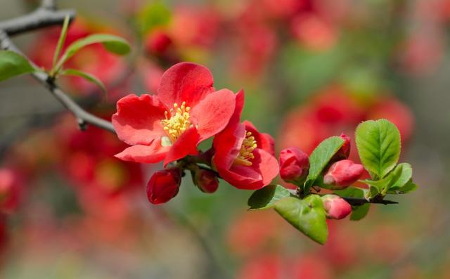 八字算命,算命桃花运：桃花八字口诀 