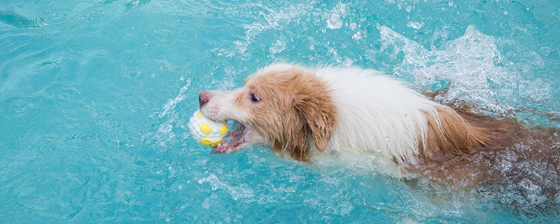 狗狗得了犬疥螨怎么办 