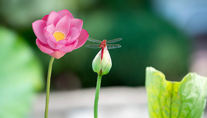 蜻蜓的特点是什么 