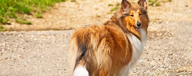 苏格兰牧羊犬的特点 