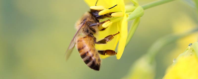 蜜蜂为什么老是把蜂王打死 