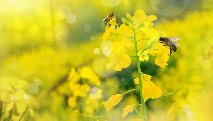 蜜蜂是在什么时候活动 