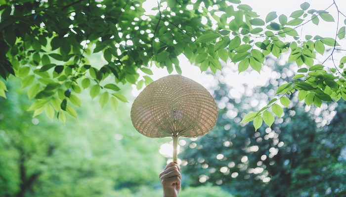 夏至下雨有什么说法 