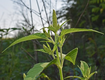 苋菜怎么挑选