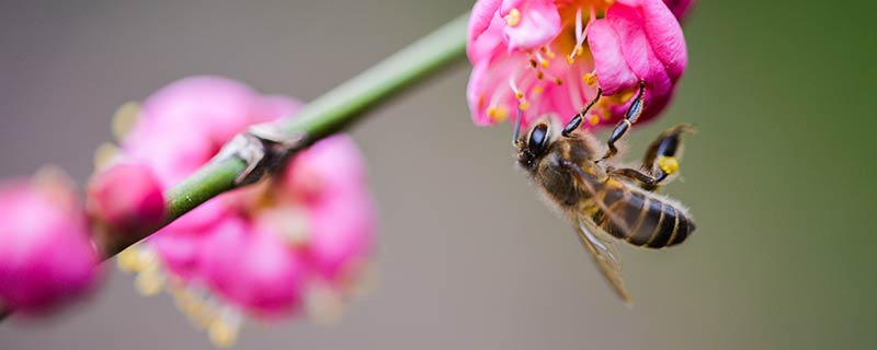 怎么让蜜蜂飞出房间 