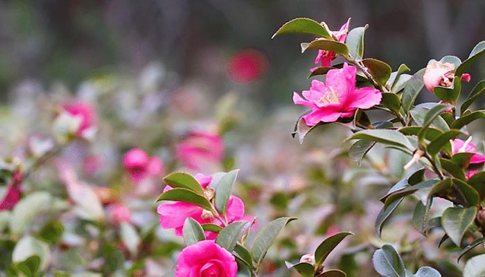 山茶花养殖条件 