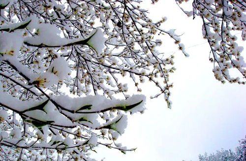 春天下雪什么兆头 春天下雪什么兆头风水