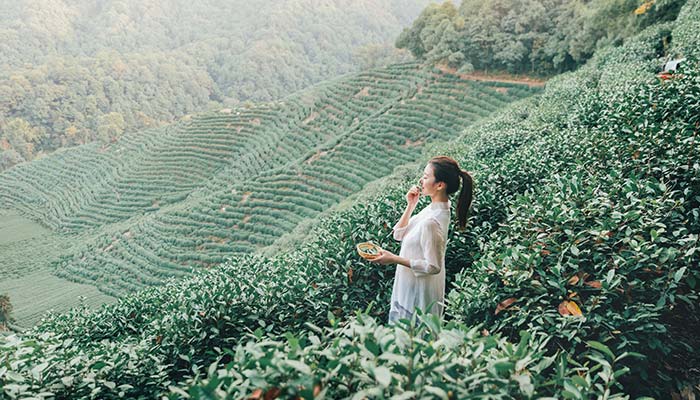 庐山云雾茶的冲泡方法 