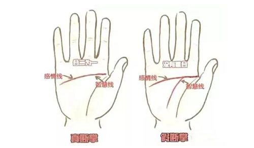 假断掌的男人的命运 假断掌与真断掌的区别