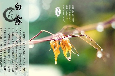 宝宝在白露节是什么意思？2020白露节气出生好不好？ 