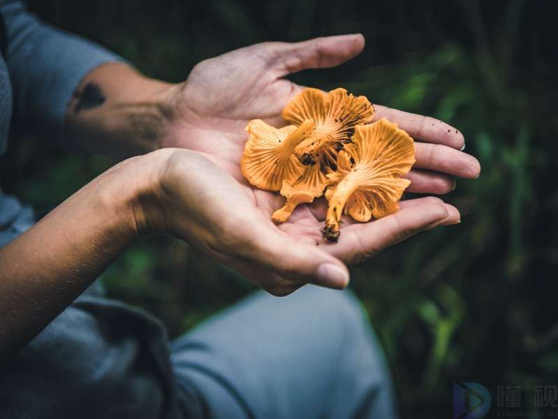 什么人更适合吃鸡油菌