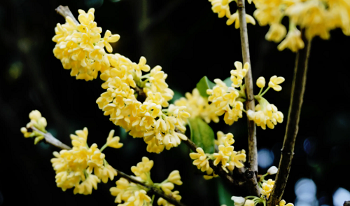 桂花树栽几棵为吉利 院前栽几棵桂花树吉利