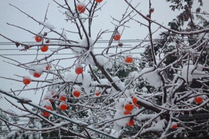 婚姻预测,2020年小雪开业好不好,2020年小雪节气祝福语大全！ 