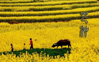 芒种节气要吃什么？生肖属马的人芒种节气出生命运好不好？ 