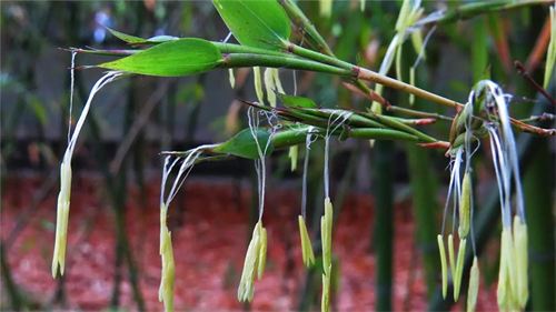 竹子开花是什么征兆 富贵竹子开花是什么征兆