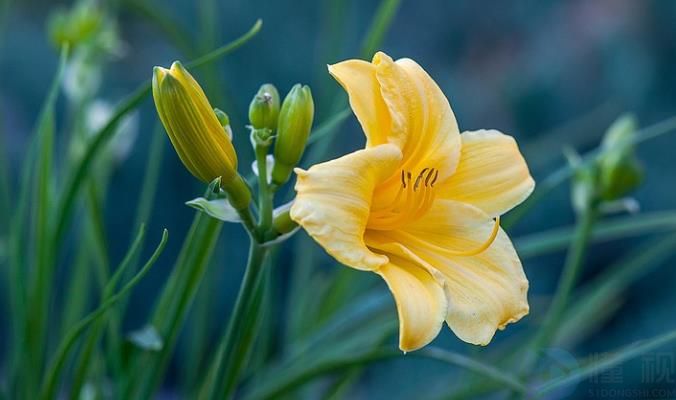 黄花菜是什么季节的蔬菜