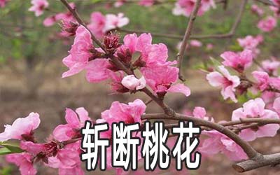 斩断桃花的方法是什么 