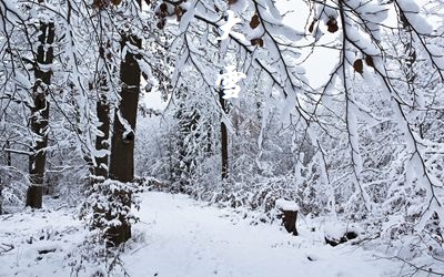 紫薇命盘,2020猪年12月7日大雪午时出生什么命喜用神是什么？ 