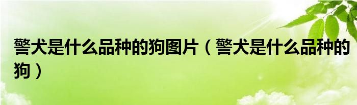 警犬是什么品种的狗图片（警犬是什么品种的狗）