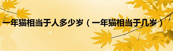 一年猫相当于人多少岁（一年猫相当于几岁）