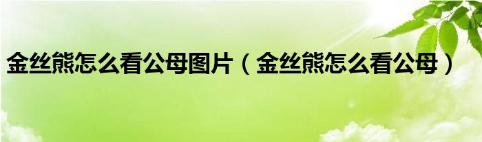 金丝熊怎么看公母图片（金丝熊怎么看公母）