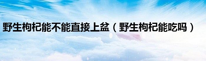 野生枸杞能不能直接上盆（野生枸杞能吃吗）